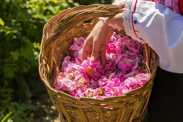 تصویر 2 از فروش اسانس گل محمدی طبیعی + فروش صادراتی
